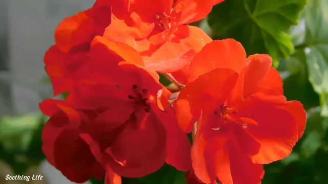 👉Лучшая музыка принесет вам счастье и удачу! Можно слушать вечно! Самые красивые цветы!