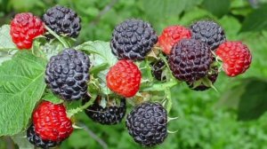 Малина сорта  Блэк Джевел (Black Jewel)