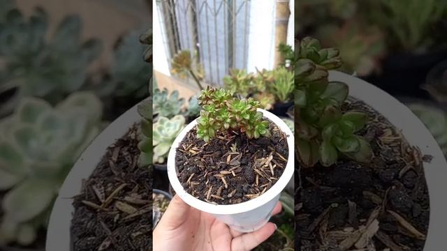 Aeonium Sedifolium. смотреть онлайн