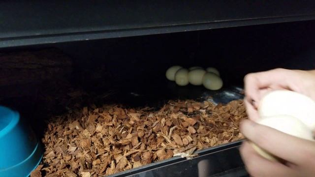 Pumpkin Head Sumatran Short Tail Python Clutch Pulling смотреть онлайн