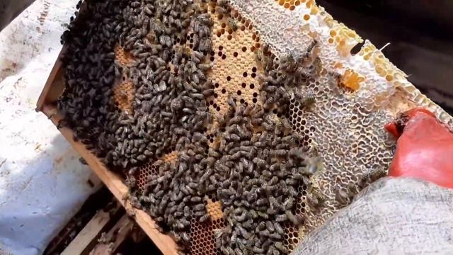 Высокогорная пасека в Карачаево-Черкесии. Весна 2021. смотреть онлайн