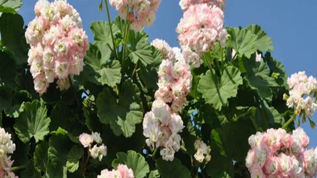 Пеларгония April Snow — выращивание герани смотреть онлайн