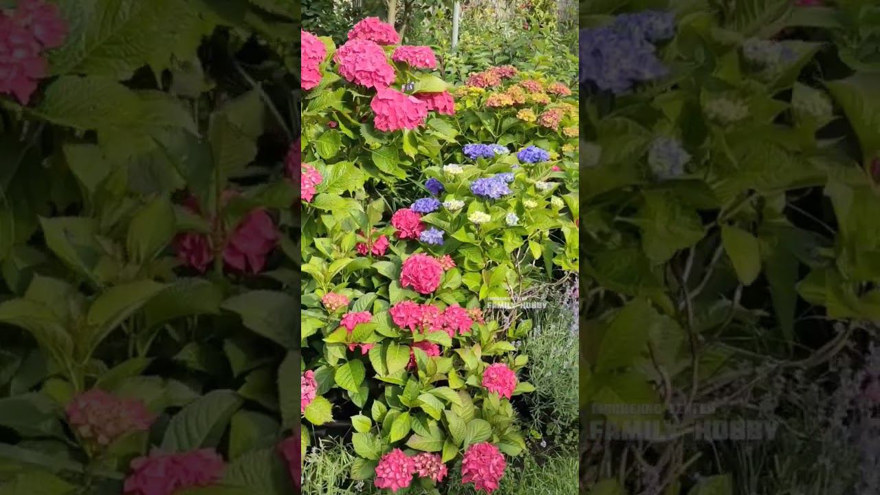 12 июля в нашем саду #гортензиякрупнолистная # смотреть онлайн