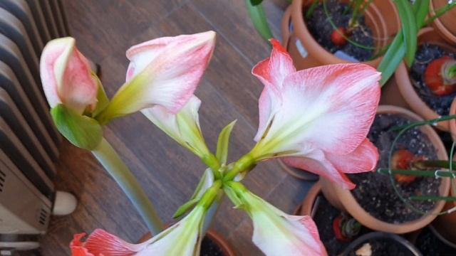 Minerva hippeastrum смотреть онлайн