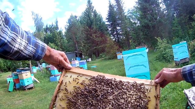 Ротация рамок в ульях Рута смотреть онлайн