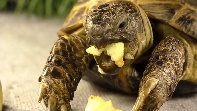 Черепаха и Ёжек едят еду смотреть онлайн