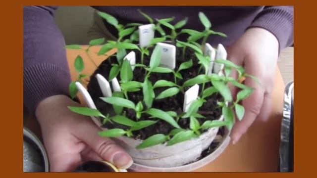 Срочно! Как избавиться от мошек на рассаде? Легко - Суперспособ! смотреть онлайн