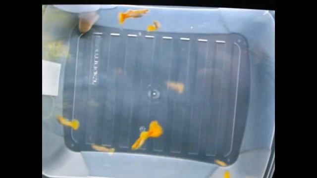 Гуппи Желтые немецкие в Смоленске смотреть онлайн