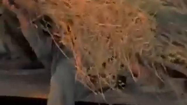 Наш Ван Дамм смотреть онлайн