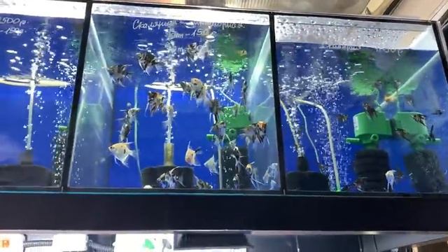 ПТИЧИЙ РЫНОК САДОВОД МОСКВА (ЗИМА 2022) l АДЕКВАТНЫЕ ПРОДАВЦЫ, ЗАКРЫТЫЕ ТОЧКИ, ПОВЫШЕНИЕ ЦЕН И ДР. смотреть онлайн