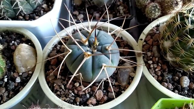 О кактусах и суккулентах. смотреть онлайн