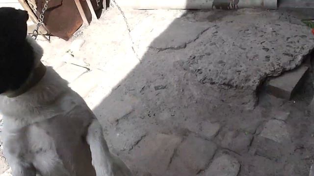 Факты про Лаки смотреть онлайн