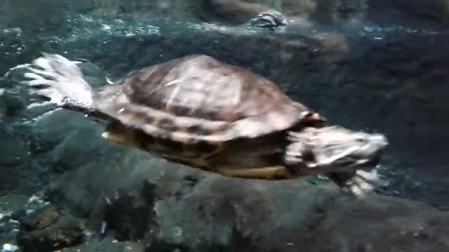 Черепаха под водой крупным планом смотреть онлайн