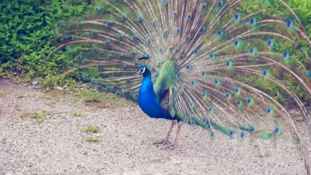 My Everglades Airboat Adventure // Sawgrass Recreation Park // Miami, FL смотреть онлайн