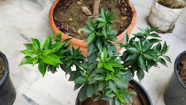 एकदम सालभर चलने वाले पौधे, Top 10+ permanent plants shopping haul, नर्सरी के मेरे कुछ न्यू प्लांट्स смотреть онлайн