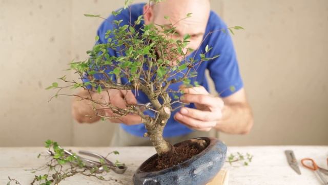 Bonsai: Styling Your First Bonsai Tree