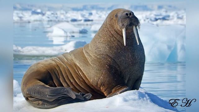 Животные холодных стран смотреть онлайн