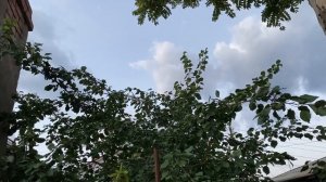 Уход за абрикосом летом. Летняя обрезка, подкормка и полив абрикоса. Особенности полива и подкормки