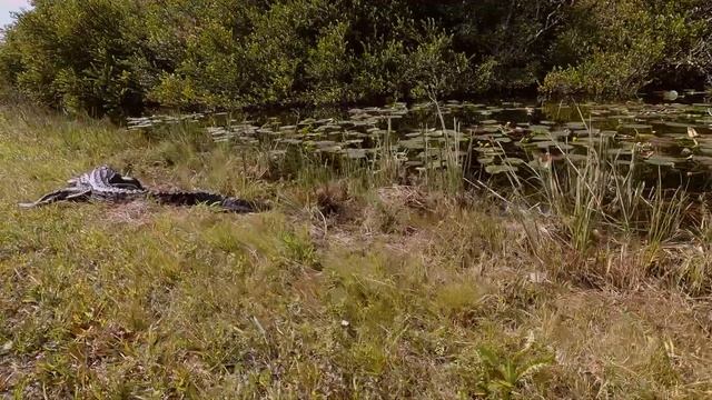 How to Visit Shark Valley in Everglades National Park, Florida смотреть онлайн