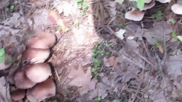 Большая поляна грибов найдена в Святогорском лесу