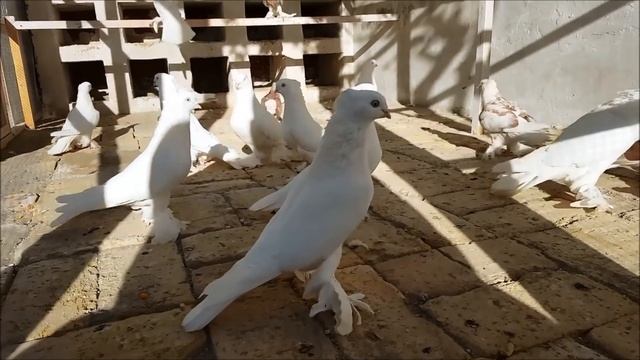 Андижанские Голуби/Старая Линия /UZBEKISTAN KAPTARLARI/Andijan Pigeons (Eldor Irgashev, Andijan)