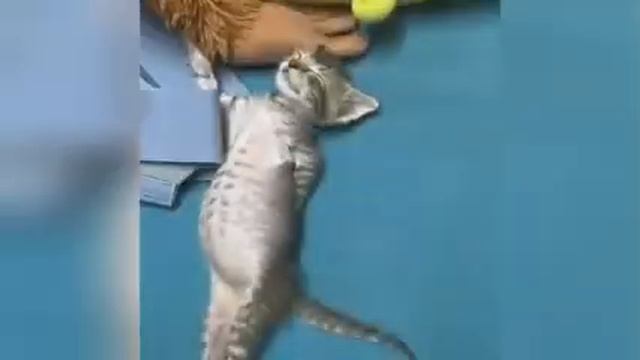 Котики, собачки смотреть онлайн