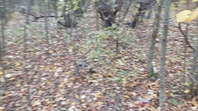 Рыжики в Крыму,грибное чудо!!! смотреть онлайн