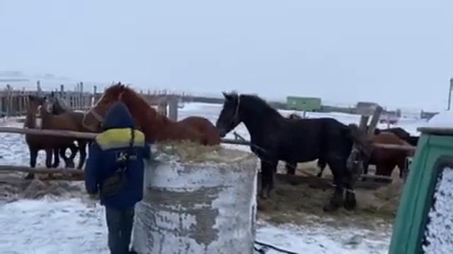 тракененская кобыла влюбилась в советского тяжеловоза смотреть онлайн