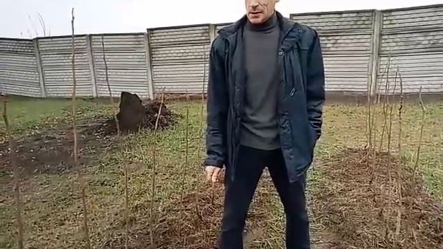 А может не надо было укрывать хурму на зиму?! смотреть онлайн