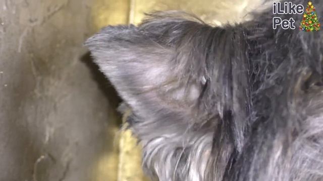 Опасности для питомцев в новогодние каникулы. Ilike.pet