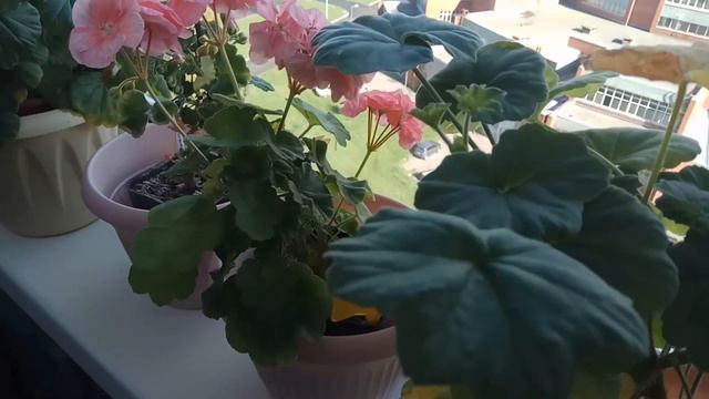 Итоги жаркого лета и начало черенкования пеларгоний . смотреть онлайн