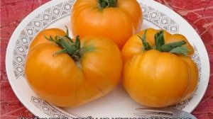 Томат Оранжевый слон