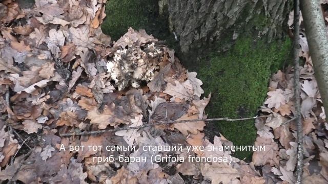 Кусково, 14 ноября 2021 г. смотреть онлайн
