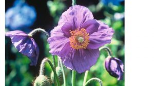 Мак фиолетовый (papaver Baileyi Hensol)