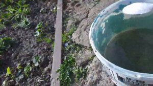 Посадка голубики весной. Сорт Патриот.