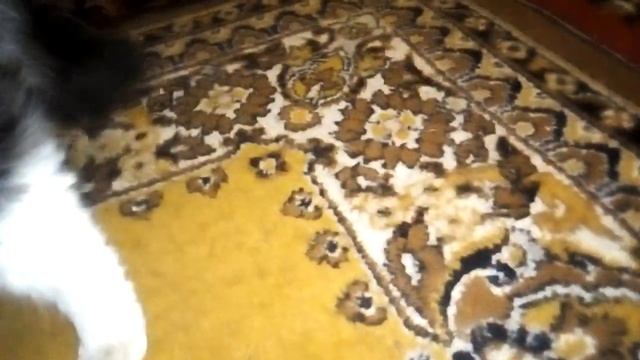 Трёхцветный,редкий,денежный кот у меня дома. смотреть онлайн