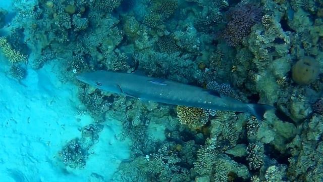 Great Barracuda (Sphyraena Barracuda), Большая барракуда