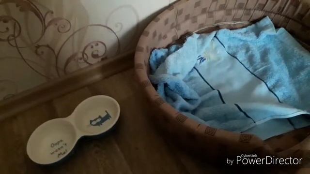 Наш с Тимом вечер 🐶🌺