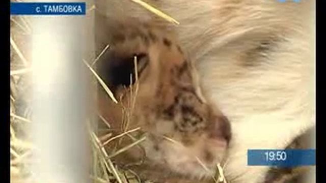 ТАМБОВСКИЕ ЛИГРЫ смотреть онлайн