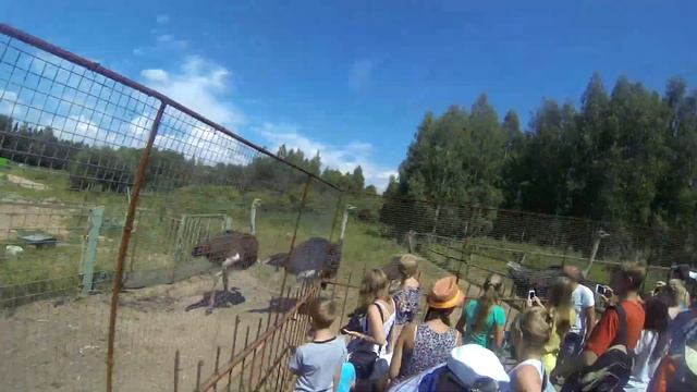 Животные в Дудутках смотреть онлайн