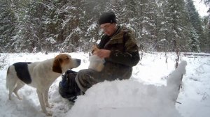 Охота на зайца с гончими. Наткнулись на стадо копытных