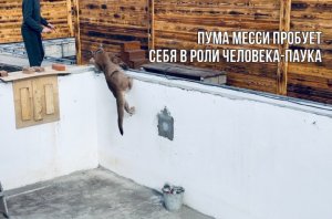 Паркур от пумы Месси- уровень бог