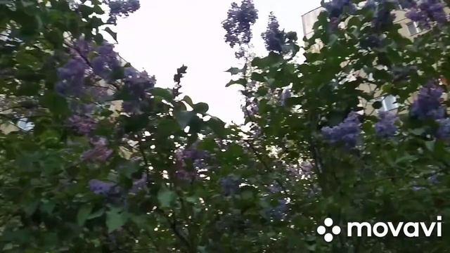 Сиреневые джунгли в городском дворе. Цветочное буйство на улицах города. смотреть онлайн