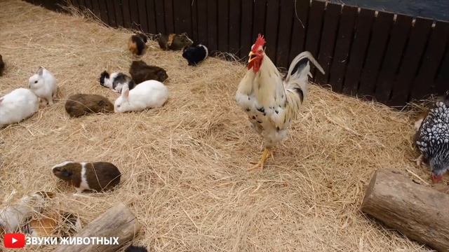 КАК ЛАЮТ СОБАКИ ? ЩЕНОК СКУЛИТ ? ЗВУКИ ДЛЯ ВАШЕГО ПИТОМЦА ? ЩЕНКИ ЛАЮТ СКУЛЯТ РЫЧАТ ? смотреть онлайн