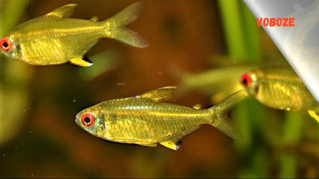 Аквариумная рыбка Лимонная Тетра. Содержание, разведение, совместимость, уход