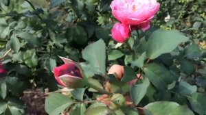 Дитер Мюллер - роза у которой одни достоинства❤️! Сорт удивил этим жарким летом??