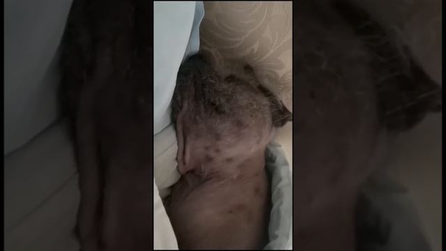 Поздравление сына Фаддея с Днём Рождения! смотреть онлайн
