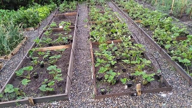 Рассада КЛУБНИКИ???.Оголили кусты? смотреть онлайн