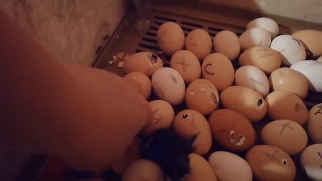 Вывод цыплят, 21 день инкубации смотреть онлайн
