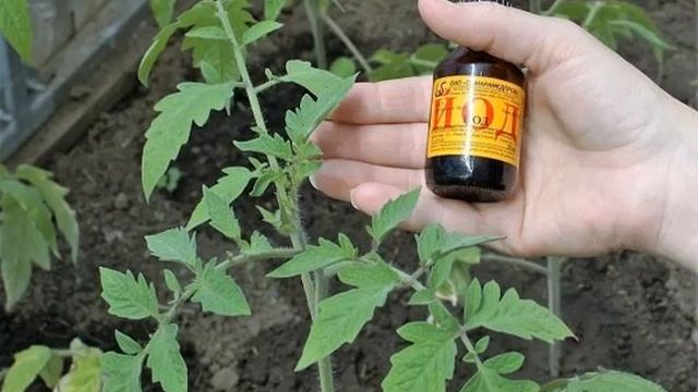 ПОДКОРМКА ТОМАТА ЙОДОМ - Как правильно подкормить помидоры йодом? смотреть онлайн